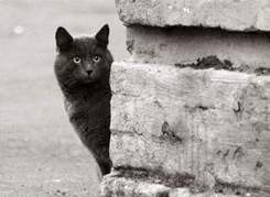 Черный кот - Жил да был чёрный кот за углом.