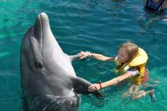 Дельфин и Русалка (Николаев) - не пара не пара не пара
