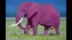 детский хор - Про розового слона