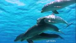 DJ Slon feat. Ангел-А - Все дельфины в ураган