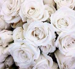 гурт Форос - Букет из белых роз