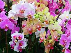 И все о той весне - Орхидея