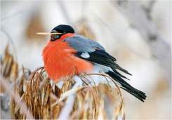 Красносолнышко - Птица