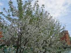 Криница - Вишня белоснежная цветёт