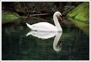 Лесоповал - А белый лебедь на пруду (минус)