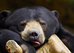 Майя Эль Ариди - Почему медведь зимой спит? Плюс