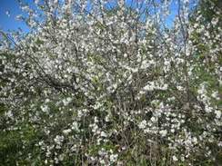 минус - Вишня белоснежная цветёт