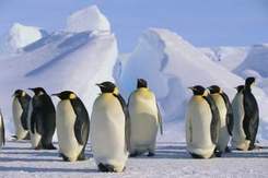 Про пингвинов - В Антарктиде льдины