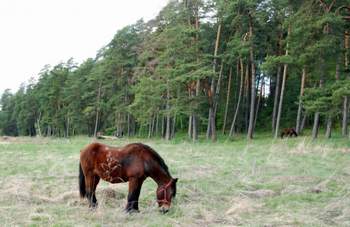 Серега Герасимов - Красный конь (Земляне, на свой лад)