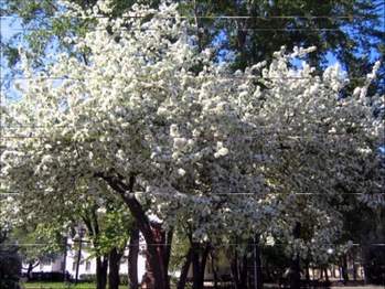 Забайкальские Узоры - Во саду дерево цветёт