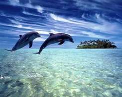 Все дельфины в ураган уплывают в океан - про дельфинов